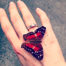 butterflyonhand
