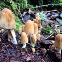 mushroomparty